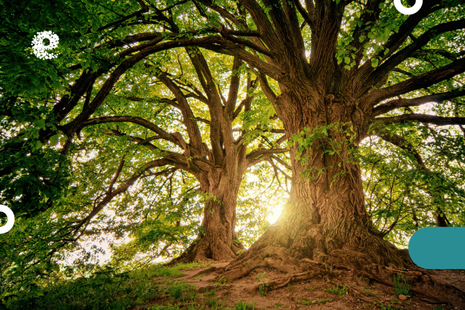 Organizaciones como sistemas vivos